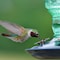 Opus Perky-Pet Hummingbird 10 oz Glass/Metal Nectar Feeder 4 ports 8108-2 - alternate 4